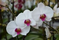 2014, 35, 01, Orchideenfarm (17)